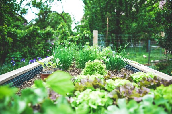 How to Plan and Maintain a Microclimate Garden for Urban Food Production?